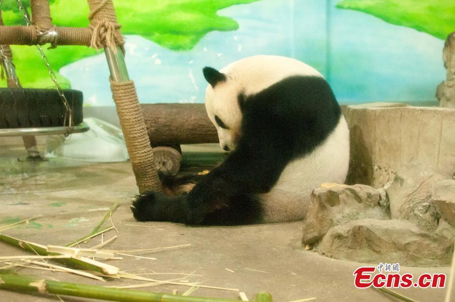 Zoo help animals to fight heat weave (1/9)