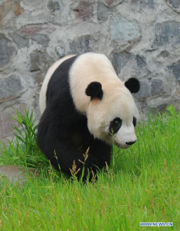 American-born panda Tai Shan celebrates 10th birthday(1/3)