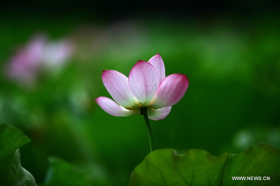 Lotus flowers bloom in Hubei(1/4)