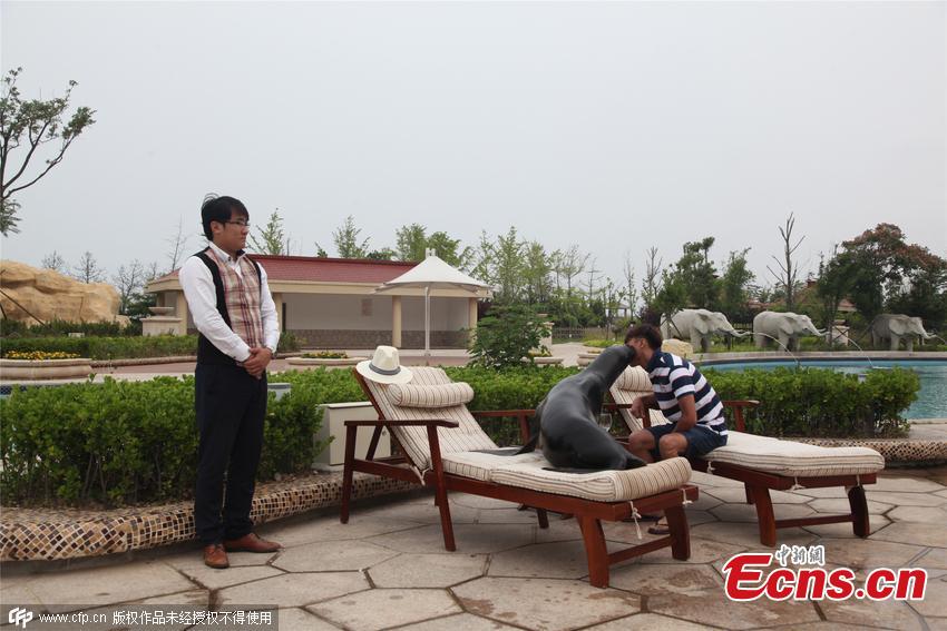 Man books five-star hotel swimming pool for pet sea lion(1/3)