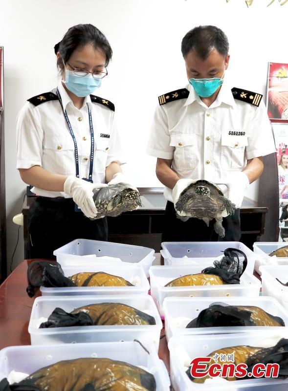 Guangzhou airport seizes passenger's 259 turtles (1/1)