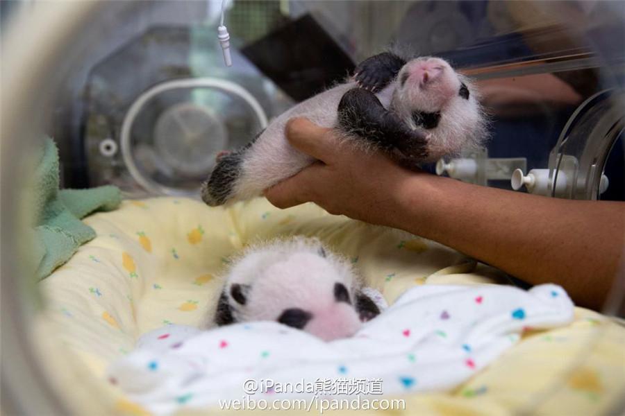 Panda twins in U.S. celebrate their 2nd birthday(1/8)