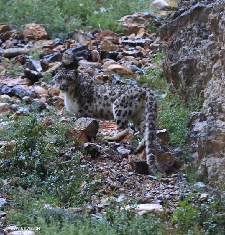 Endangered snow leopard appears at Tibetan village in Himalayas (1/2)