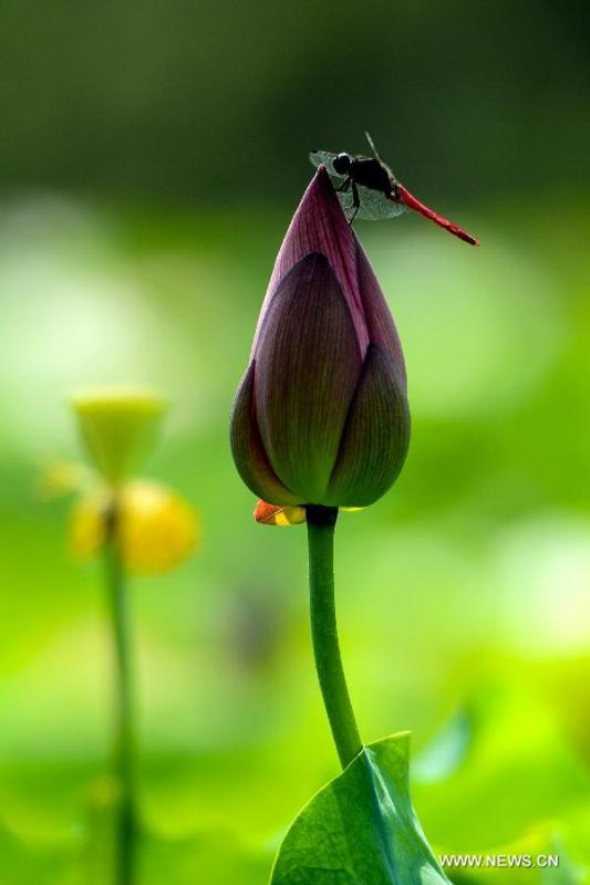 Breathtaking lotus in Guangxi(1/6)