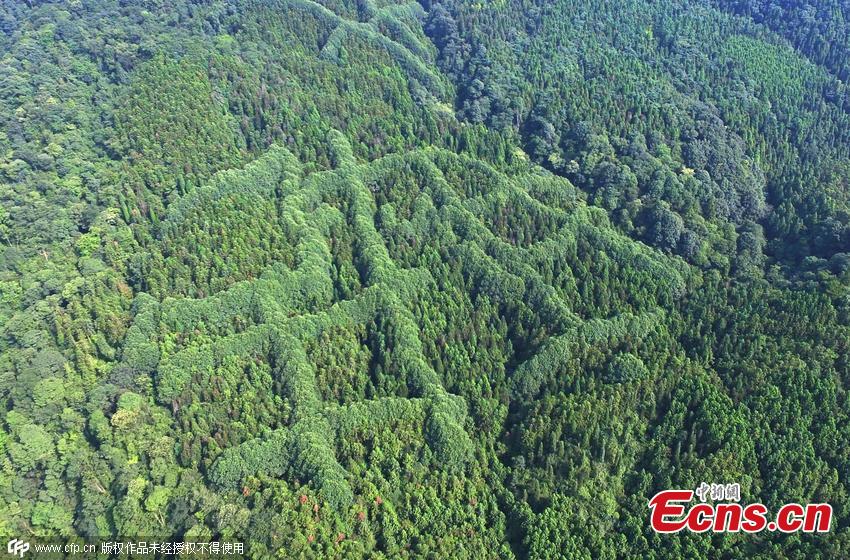 Mountain plants resemble giant Chinese character in SW China(1/3)