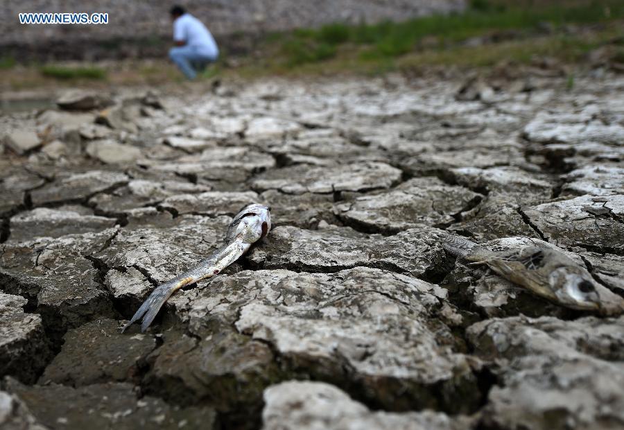 Drought hits China's Liaoning(1/4)