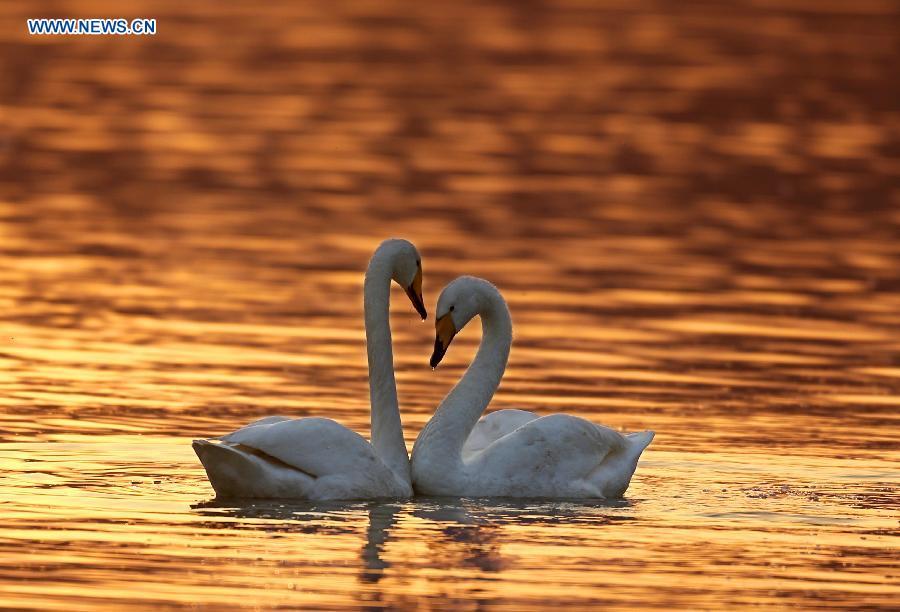 Wild birds enjoy life at wetland natural reserve(1/6)