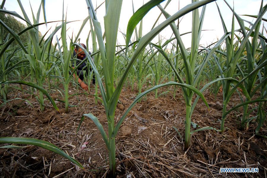 Shandong undergoes severe drought(1/4)