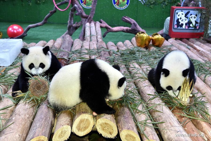 Only living panda triplets celebrate first birthday(1/2)