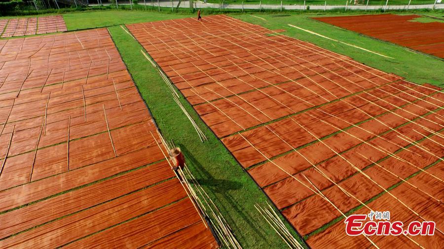 Inside the Guangdong gambiered silk production (1/10)