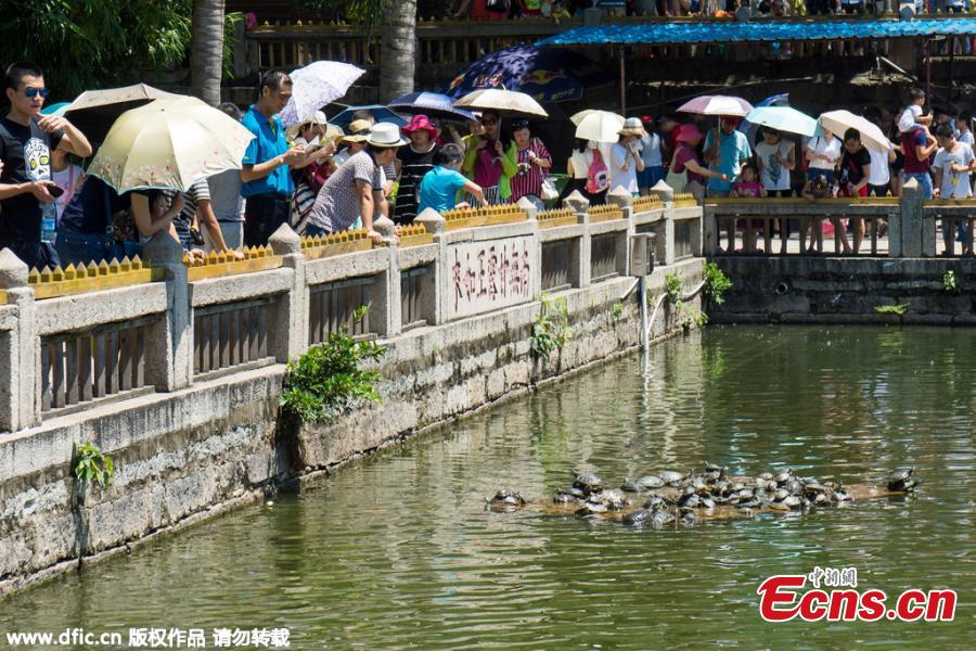 Temple pond overcrowded with released tortoises(1/2)