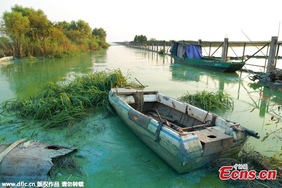 Algae blooms in Lake Taihu(1/3)