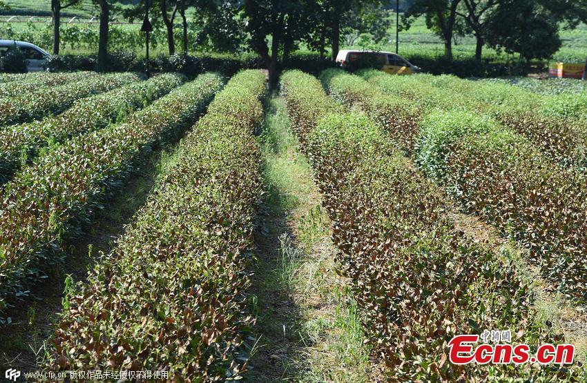 Heat wave damages famous Dragon Well tea in Hangzhou(1/3)