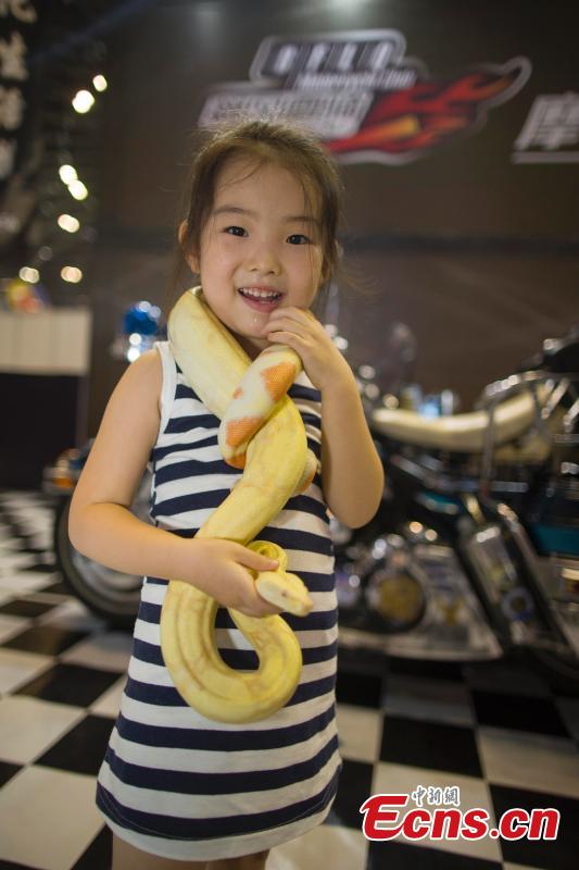 Burmese python visits Taiyuan auto show(1/4)