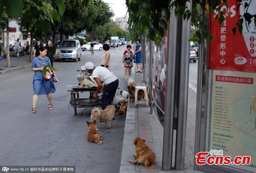 Woman with 20 stray dogs seeks help at bus station(1/3)