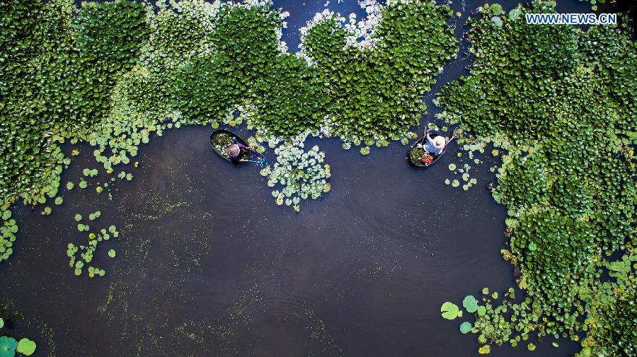 Farmers busy with picking lotus flowers, seeds in Zhejiang(1/6)