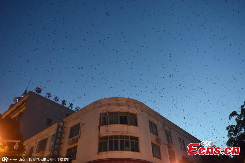 Birds a headache for SW China residents(1/2)