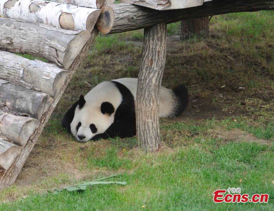 Pandas in Northeast China park get new names (1/10)