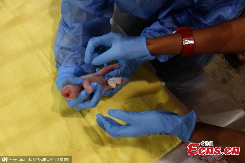 Panda gives birth in Malaysia(1/2)