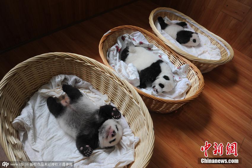 New-born giant panda cubs make their debut in Sichuan (1/4)