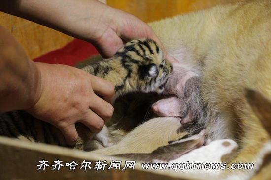 Dog becomes surrogate mother for tiger cub(1/4)