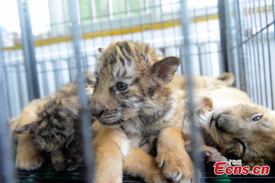 Tiger and lion cubs like stars in Qingdao zoo(1/4)
