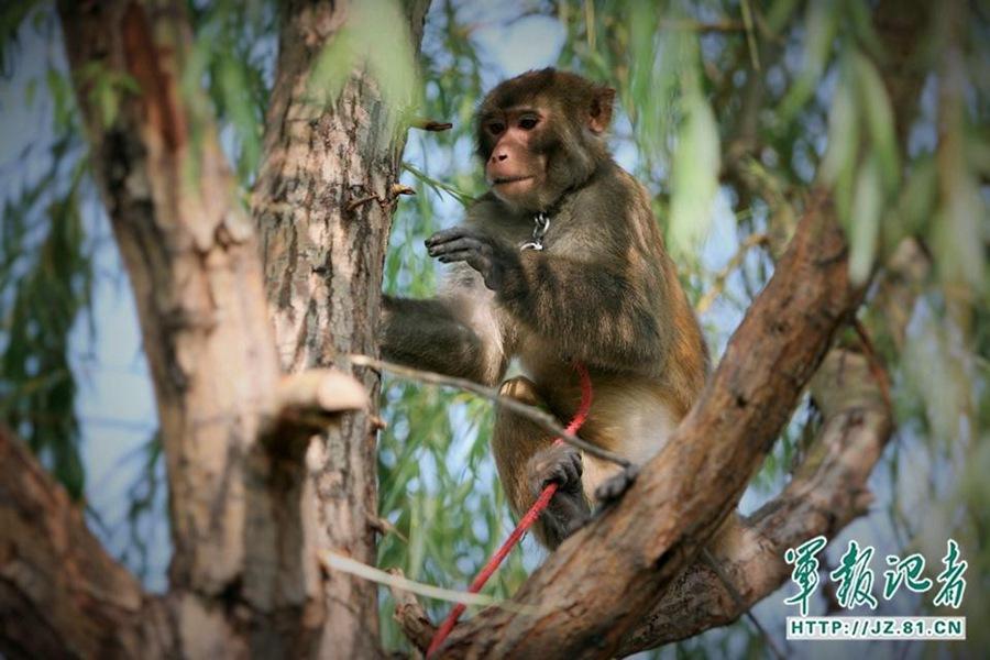 Trained monkeys and eagles ensure flight safety for V-Day(1/4)