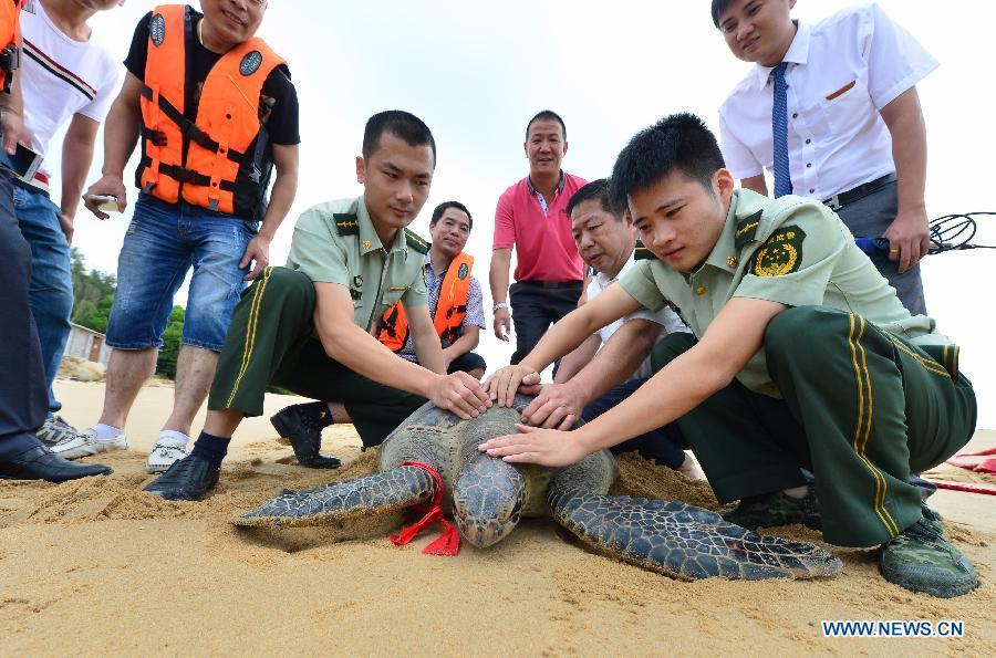 Accidentally-caught green turtle released to sea in Fujian(1/3)