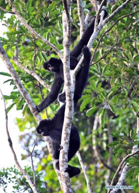 Daily life of Hainan gibbons in Hainan, China(1/8)