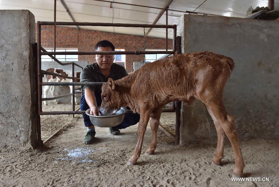 Cloned cow given birth to healthy calf in China(1/6)
