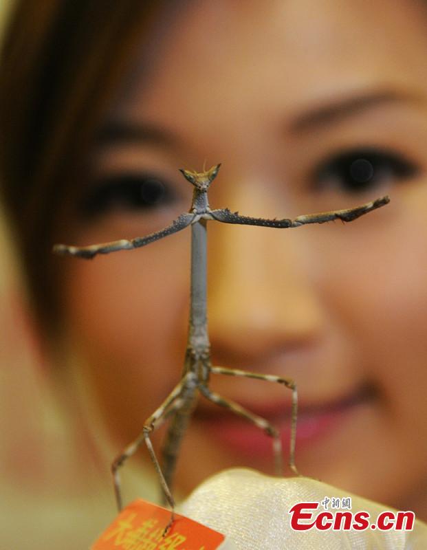 Mantis exhibition hold in Hong Kong(1/1)