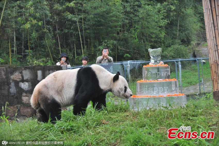 Oldest male panda celebrates 30th birthday(1/4)