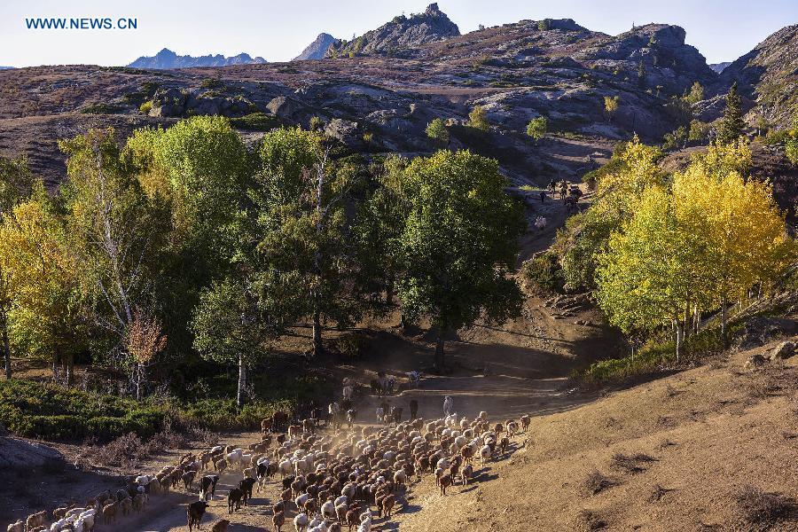 Herdsmen in Xinjiang transfer cattle to winter pastures(1/7)