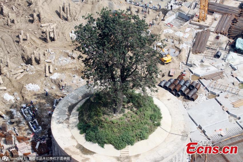 City spends 4 mln yuan to protect 323-year-old tree amid renovation (1/4)