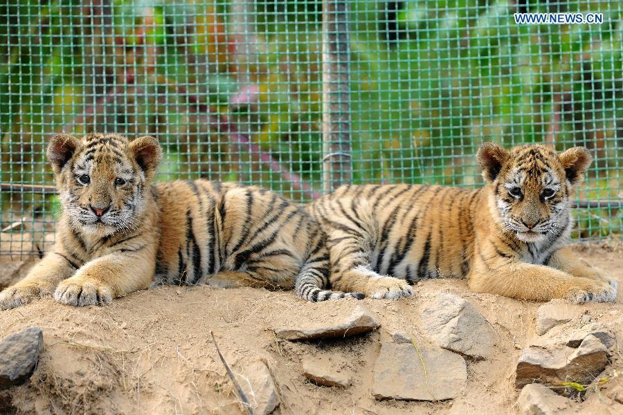 Manchurian tiger cubs, African lion cubs meet press in E China(1/6)