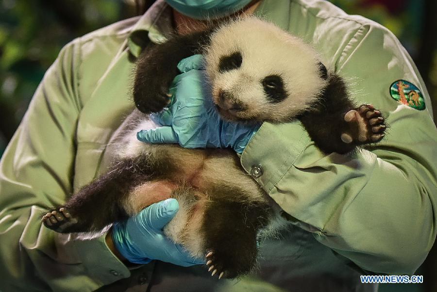 Photo taken on Sept. 28, 2015 shows a giant panda cub at Chimelong Safari Park in Guangzhou, south China\'s Guangdong Province. The newly-born giant panda triplets of the park participated in a celebration activity to mark the upcoming National Day. (Photo: Xinhua/Liu Dawei)
