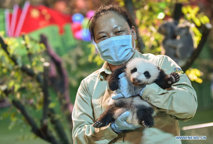 Photo taken on Sept. 28, 2015 shows a giant panda cub at Chimelong Safari Park in Guangzhou, south China\'s Guangdong Province. The newly-born giant panda triplets of the park participated in a celebration activity to mark the upcoming National Day. (Photo: Xinhua/Liu Dawei)