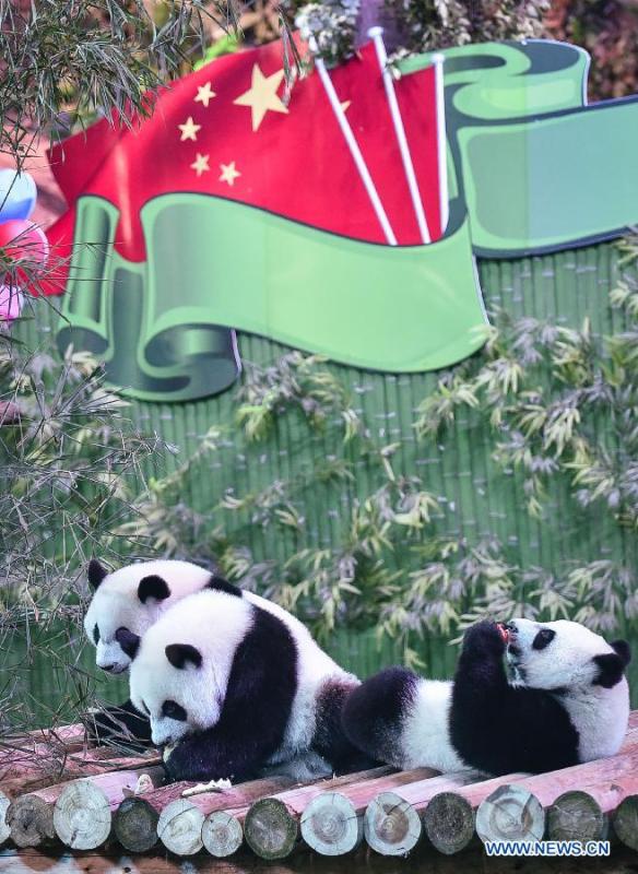 Giant panda cubs are seen at Chimelong Safari Park in Guangzhou, south China\'s Guangdong Province, Sept. 28, 2015. The newly-born giant panda triplets of the park participated in a celebration activity to mark the upcoming National Day. (Photo: Xinhua/Liu Dawei)