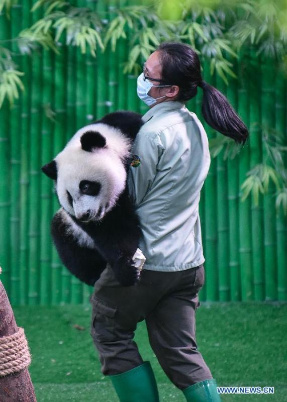 A feeder carries a giant panda cub at Chimelong Safari Park in Guangzhou, south China\'s Guangdong Province, Sept. 28, 2015. The newly-born giant panda triplets of the park participated in a celebration activity to mark the upcoming National Day. (Photo: Xinhua/Liu Dawei)