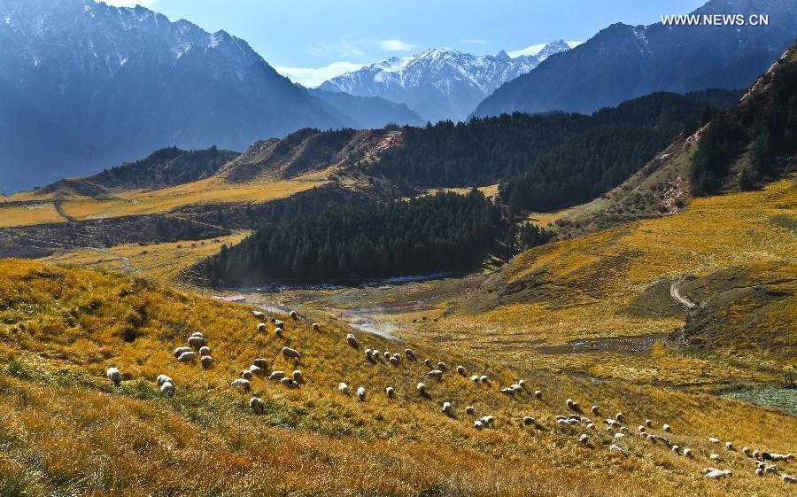 Autumn scenery of Qilianshan Mountain in Qinghai(1/6)