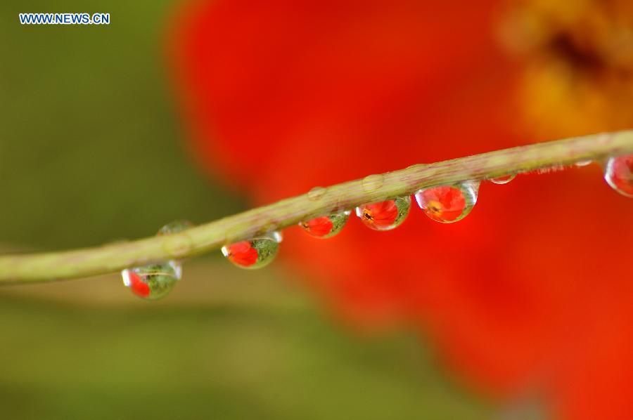 Images of flowers seen through dew in Guizhou(1/7)