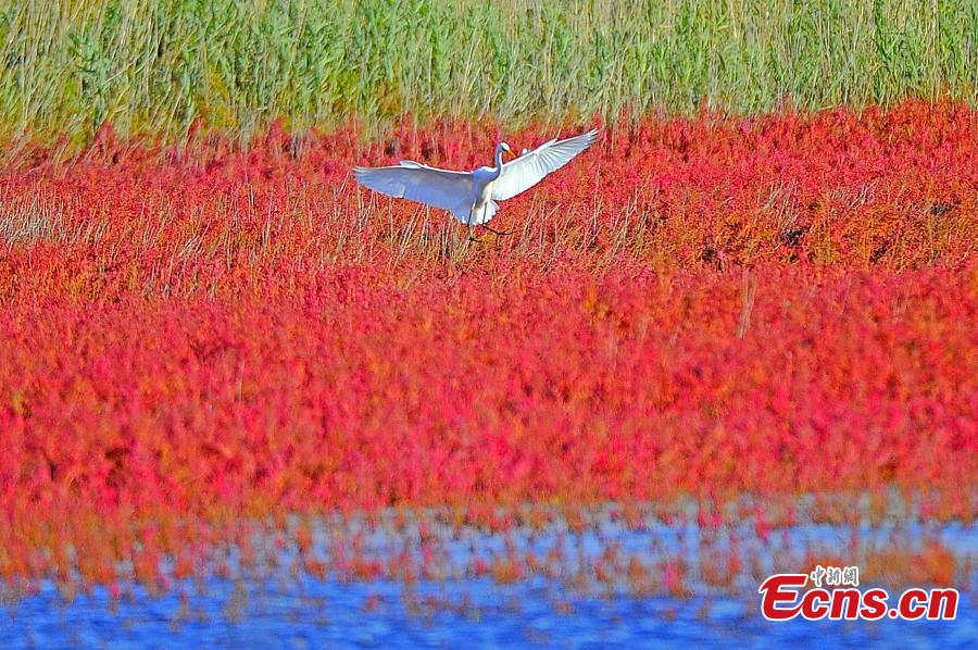 Migratory birds make stop-over in north China(1/4)