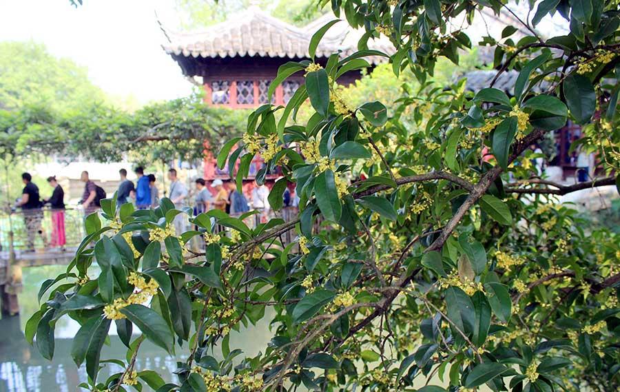 Sweet-scented osmanthus attracts garden lovers in Suzhou(1/5)