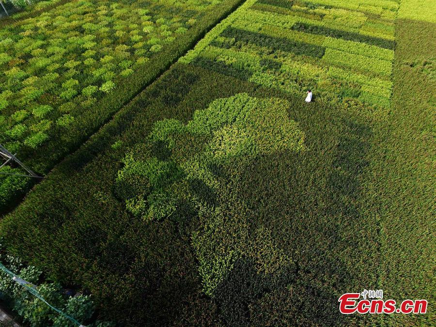 Chinese map 'appears' in rice field(1/4)