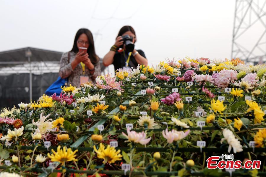 Chinese chrysanthemum earns its place in Guinness Book of World Records(1/5)