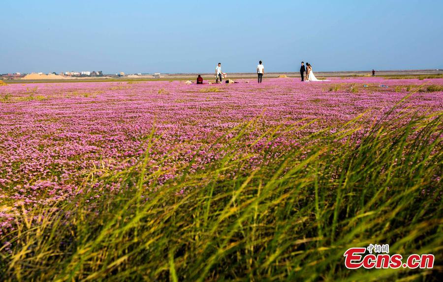 Drought turns lake into flower field (1/3)