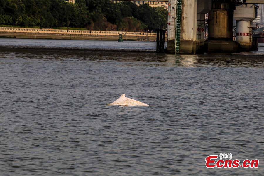 Rare white-flag dolphin spotted in Pearl River (1/4)