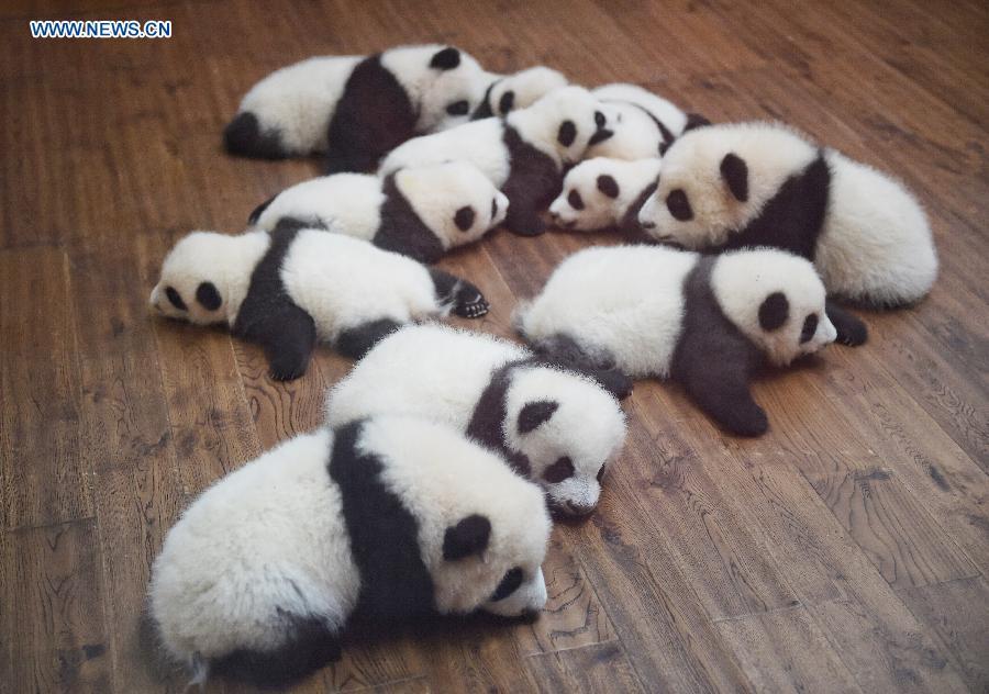 12 twin panda cubs meet public in SW China(1/12)