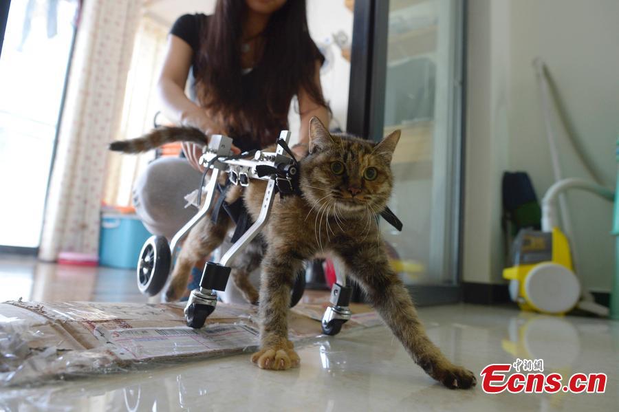 Disabled cat walks with wheelchair assistance(1/3)