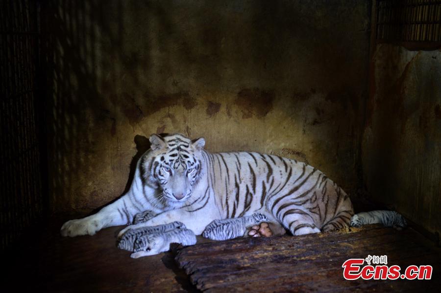 Five white tiger cubs born in SW China(1/3)